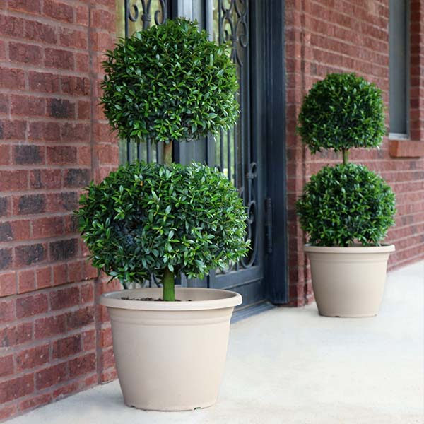 3g Eugenia 2- Ball Topiary