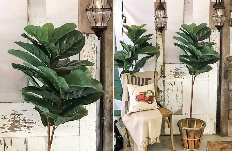 *HUUUGE*  Fiddle-Leaf Fig Tree