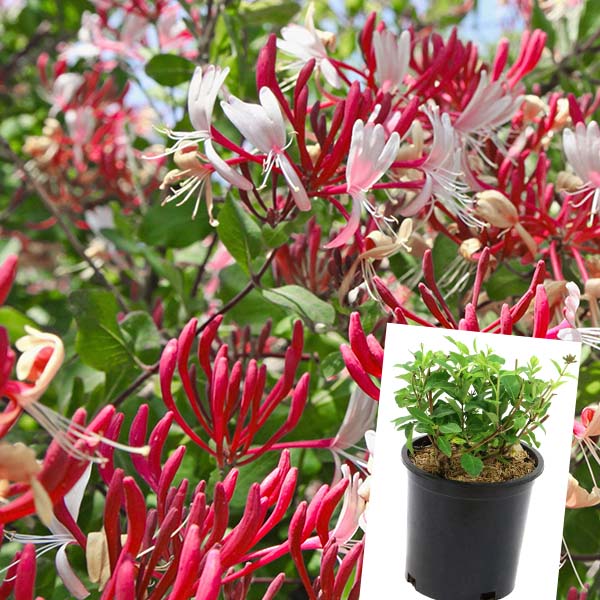 Lonicera Serontina