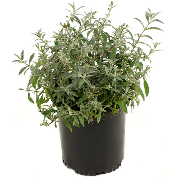 Buddleia True Blue