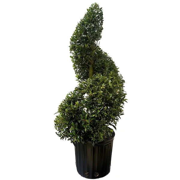 Eugenia Spiral Topiary 36