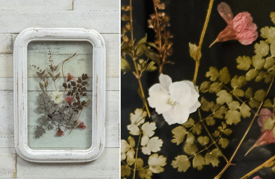 White Framed Pressed Botanical