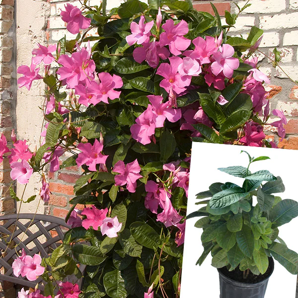 Mandevilla Sun Parasol® Pink