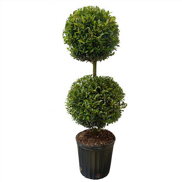 3g Eugenia 2- Ball Topiary